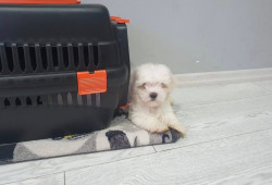 https://kopekhome.com.tr/ilan/detay/Terrier Maltese