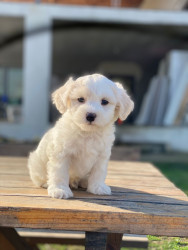 https://kopekhome.com.tr/ilan/detay/Terrier Maltese